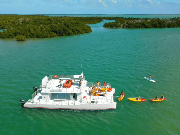 a yacht in the water with a mangrove in the background