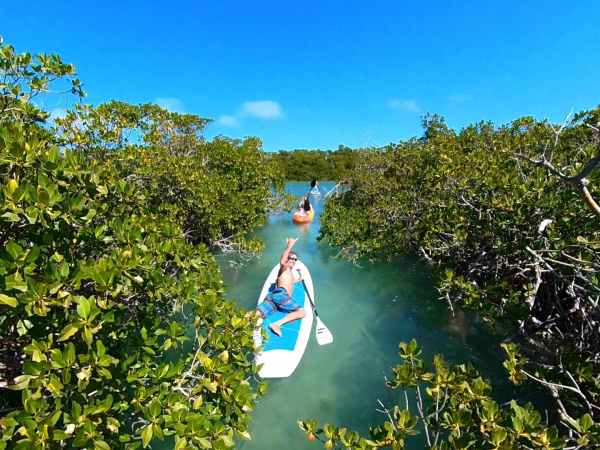 paddleboarders in a mangrove