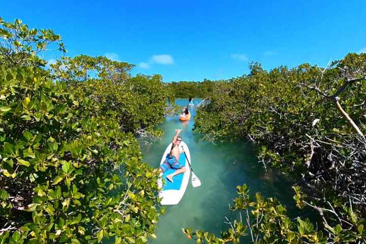 paddleboarders in a mangrove